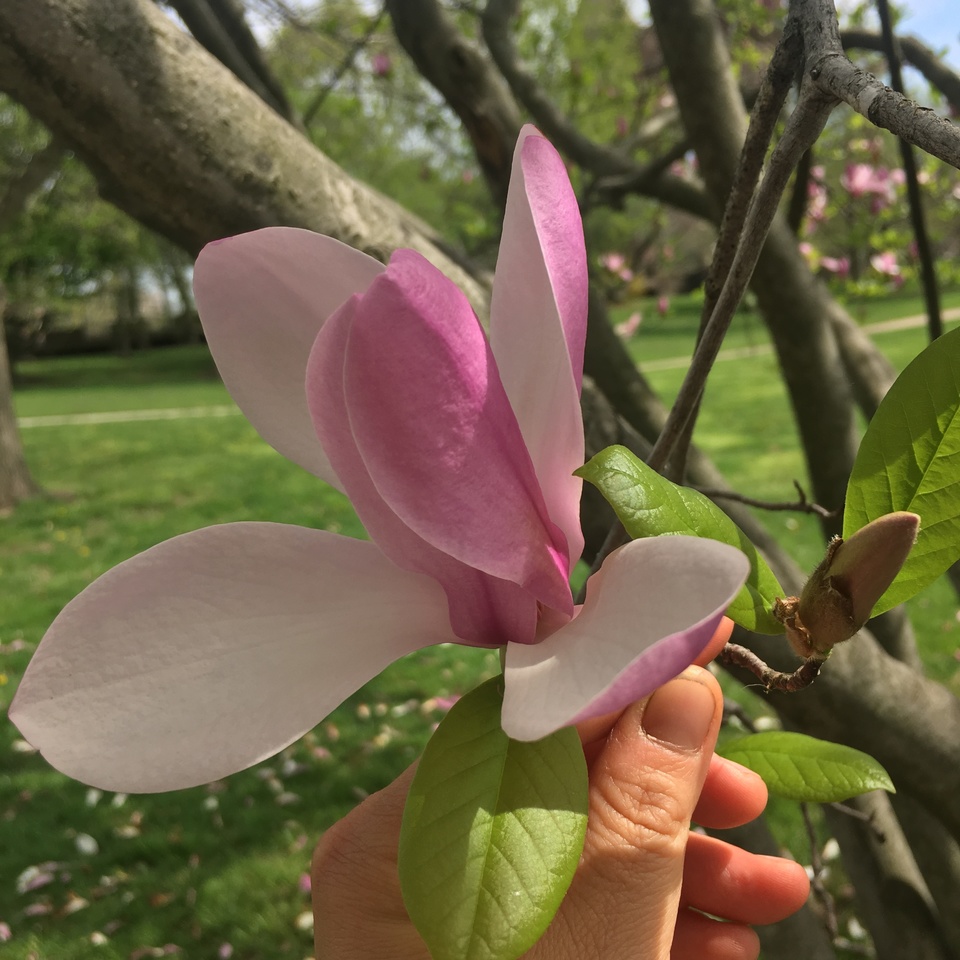 Magnolia in bloom, by Sarah Lipton